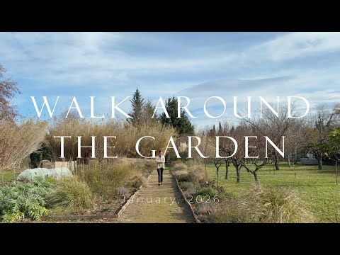 Winter Vegetable Garden Walk Around | What’s Growing & What’s Next