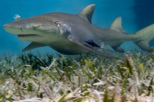 The Americas Takes us to Mangrove Forests in the Bahamas, A Neverland for Lemon Sharks
