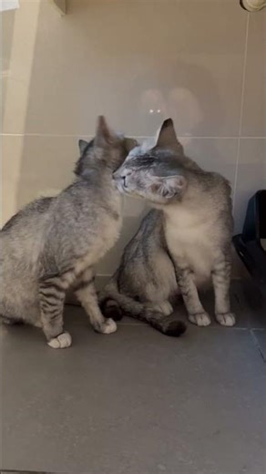 Domestic Short Hair Kitten For Adoption - 9 Months, Silver Misty from Cheras, Selangor