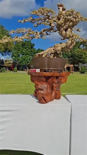 hibicus bonsai tree #inspirasibonsai #inspiration