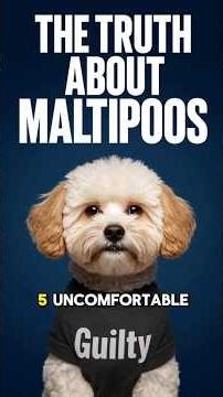 MALTIPOOS FACTS 101 🐶 Truth About Moodle's Funny Personality Traits + Best Puppy Dog Training Tips!