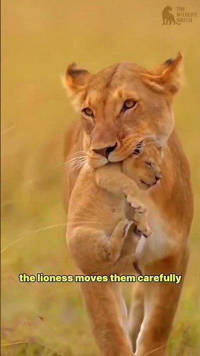 Incredible Lion Cubs Documentary | Amazing Life of Baby Lions