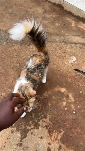 Adopt a Kitten: First Come, First Served!