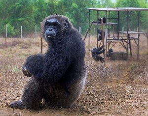 Tchimpounga: A Safe Haven For a Second Chance - Jane Goodall Institute USA