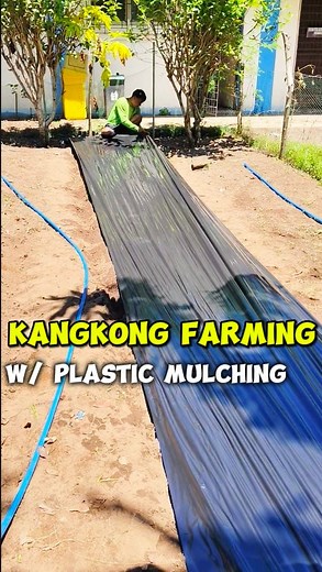 881K views · 3.7K reactions |  KANGKONG FARMING + PLASTIC MULCHING =...