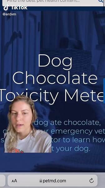 Calculate Chocolate Toxicity for Dogs