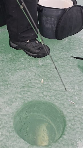 Mega live 2 in action with a donkey walleye. How big do you think it is? | Bigwater Fishing