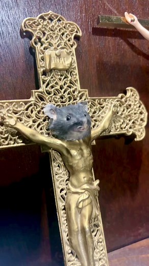 Nooooooo waaaaaaayyyyy 🧀 ✨Find the best weird stuff at Oddities & Curiosities Expo — like these critters from @vultureculturefinds 🔮 Visit OdditiesAndCuriositiesExpo.com for more info about our upcoming events! | Oddities & Curiosities Expo