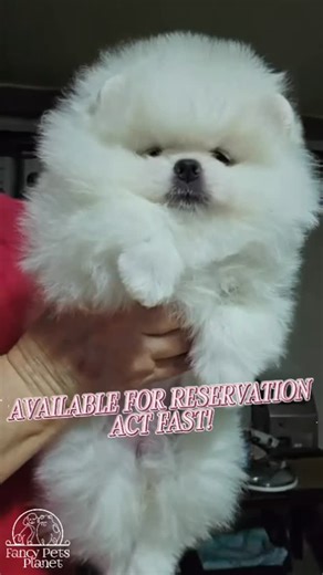 FANCY PETS PLANET on Instagram: "✨ AVAILABLE FOR RESERVATION — POMERANIANS ✨ Two snow-white female Pomeranians in beautiful American–Thai style — short nose, compact body, and thick, luxurious coats. Also available: one orange male Pomeranian 🍊🦊 All puppies are purebred with pedigrees, imported, come with passport, and are fully vaccinated. These babies go fast — reservation only. If you’re looking for a Pomeranian in Miami, Florida, or searching for a purebred Pomeranian puppy with correct st