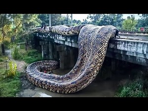 They Found a Snake 32ft Long and Caught It On Camera