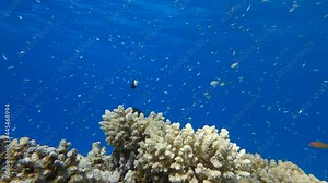 School of Chromis swimming above coral reef in the blue water. Arabian Chromis (Chromis flavaxilla)