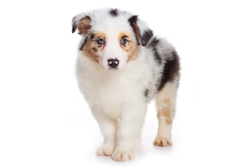 Australian Shepherd (Aussie) Puppies For Sale In Reno, NV