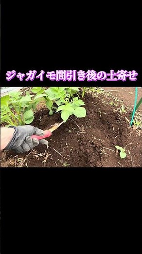 【初心者向け】ジャガイモの土寄せのやり方｜間引き後にやるべき理由