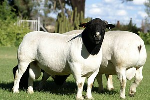 1.3M views · 27K reactions | La raza de #oveja Dorper, una raza resistente y excelente productora de carne en climas cálidos. | Zootecniabc | Facebook