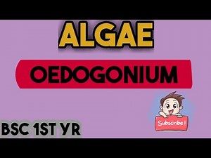 oedogonium structure | oedogonium general charactrs , morphology | #oedogonium ‪@VoiceOfBiology‬