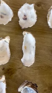 Cleaned Oyster Shells for Crafts or Decoration - Etsy