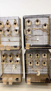 27K views · 1.1K reactions | A quiet breeding room. Multiple nesting boxes. Natural branches. This is how a colony system works for Gouldian finches. Each pair chooses its own space. Minimal stress. Stable behavior. Natural breeding rhythm. When the environment feels safe, nature takes over. #fblifestyle #birds #gouldianfinch | Indra Prihantoro | Facebook