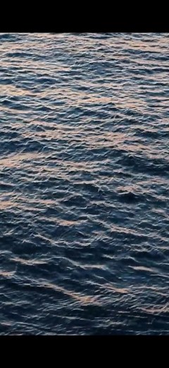 #プロフ見てね #インスタ #instagram #おすすめ #面白い #おもしろ動画 #twitter #猫