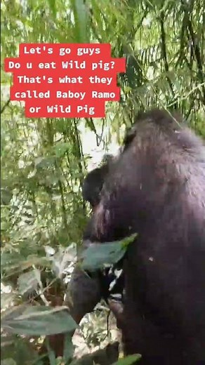 Baboy Ramo / Wild pig/Alingo