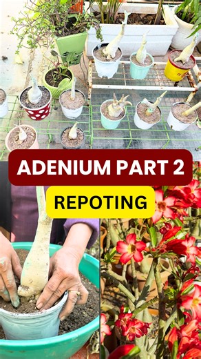 Today, we’re sharing the correct and safe way to do Adenium repotting for strong root growth and a healthy plant. First, we sun-dried the soil for a few days to remove excess moisture and harmful bacteria. After that, the soil was properly sanitized to make it completely safe for the plant. Before repotting, always choose the right pot. Nursery pots work best for adenium because they provide proper drainage and help the roots settle faster. Once the repotting is done, do not water immediately. A