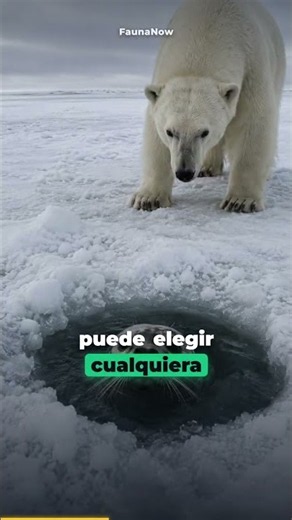 ¿Qué espera el oso polar durante días? 🐻‍❄️