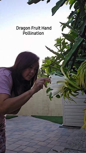 131K views · 1.3K reactions | How to pollinate. These batch will be our 3rd harvest of the year.  | Miss J | Facebook