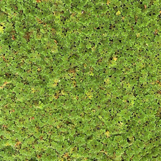 Azolla Floating Plant | Fairy Moss, Mosquito Fern for Shrimp Tanks - Etsy