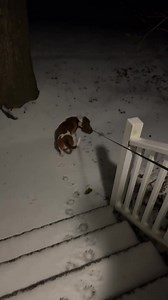 17K views · 386 reactions | Ruby’s First Snow!! She doesn’t know what to make of it as Mrs W. takes her out. Today it’s the SNOWcountry, not LOWcountry!! Be safe! | Bill Walsh - Live 5 News | Facebook