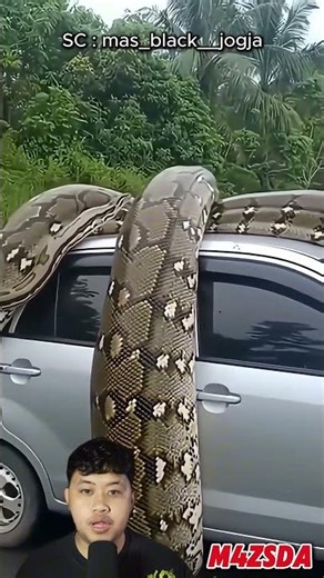 Viral! A Giant Snake Wrapped Around a Car! #m4zsda #shortvideos #horrorgaming #shorts #reaction