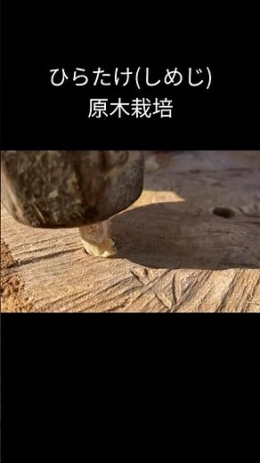 ひらたけ(しいたけ)の原木栽培