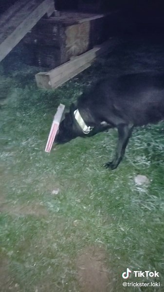 Understanding Wolf Pack Behavior: A Family of Social Animals