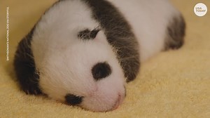 The new panda cub at the Smithsonian's National Zoo is a boy. The baby's father, Tian Tian, painted a blue portrait to represent its significance. | USA TODAY Video