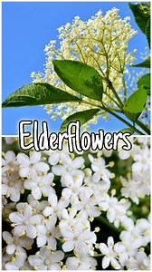 6.3K views · 1.3K reactions | Elderflowers  Wild Edible & Medicinal Flowers  #elderflowers #edibleflowers #wildflowers #eldertree #elderflowercordial #elderflowersyrup #elderflowerrecipe #foragingtiktok #foraging #knowledgeispower #knowledgetoforage #homeiswhereourheartis | Home is where our heart is | Facebook