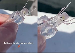 漁夫捕獲外星生物「全身透明無內臟」　真實身份大揭露 | ETtoday寵物雲 | ETtoday新聞雲