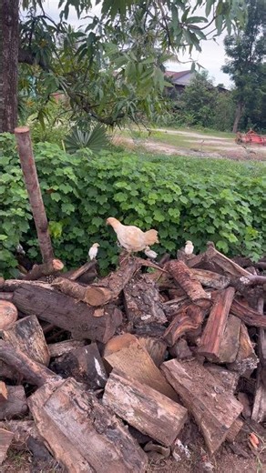 Mother Hen Protects Her Cute Chicks 🐔 | Nature Life in the Countryside