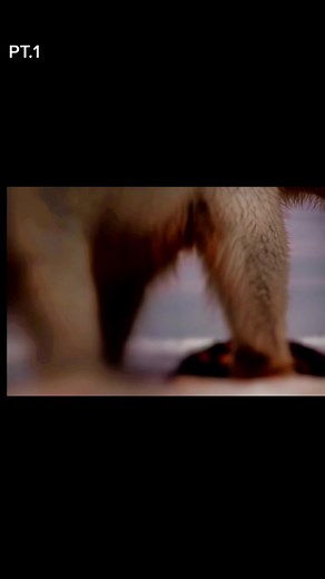 Polar bear Attack🐻‍❄️#scary #realstory#intense #humannature #foodchain #bearattack #bearcountry#polarbear #animalsurvival #wildifeenencounters #preditor #prey #preditorprey #scarybear #attackontitans #bearaware