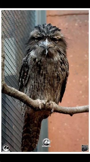 A grumpy Bird... #bird #nature #canon #wildlife #photooftheday #birdphotography #canonphotography