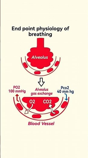 End point Physiology of Breathing | Respiratory system