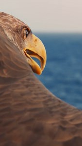 9K views · 26 reactions | Here it is - our BRANDNEW GREEN SCREEN TRAILER 2023! Big shoutout to @carstenfueg for putting together amazing pictures! And of course to the great, great score by @oliverheuss. No more words needed: Sit back and enjoy! #greenscreen #international #wildlife #film #festival #eckernförde #greenscreenfestival #wildlifefilms #trailer #official | GREEN SCREEN Internationales Naturfilmfestival Eckernförde | Facebook