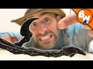 World's Smallest Raptor!