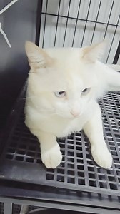 Continua achando o brinquedo tonto. #dog #cat #pet #cats #gato #pets | Marcelo Ribeiro