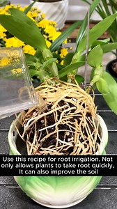 739K views · 12K reactions | Unique root stimulation formula | Gardening Hacks | Facebook