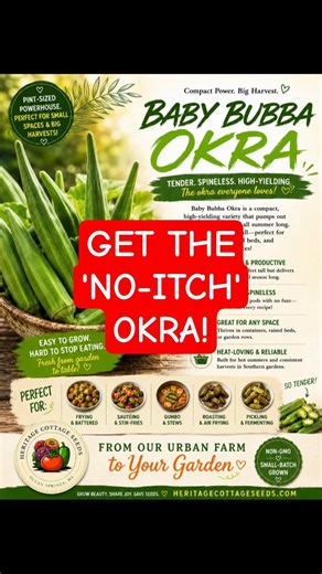 The "No-Itch" Dwarf Okra You’ve Been Waiting For! (Seeds Available)