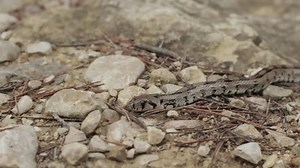 Snake Motion Stock Footage Video (100% Royalty-free) 1007275984 | Shutterstock