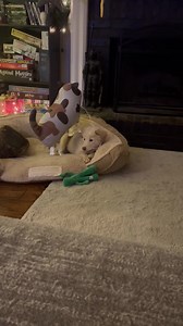 Ruff Dog Rescue GA on Reels | Facebook