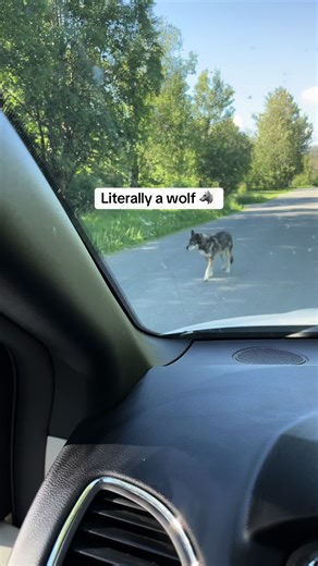 Wildlife Encounters in Alaska: Wolves and Bears