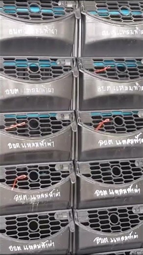 Mud Crab Farming Boxes in Action: Smile Box (Thailand) Product Review
