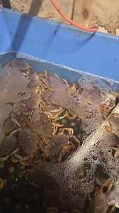 We got more crab . | Kerby's Fish