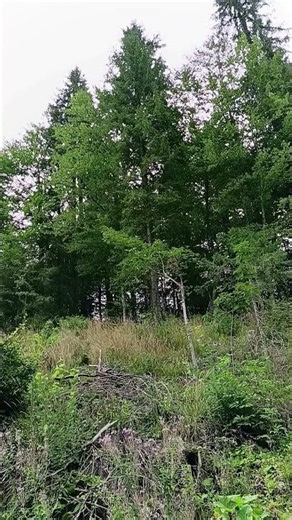 🌿✨ Symphony of Nature | A Magical Journey with Conte Zumma Domein 🌞🍃🌺