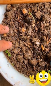 1M views · 838 reactions | How to incubate new plant seeds | DIY | Facebook